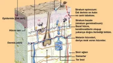 Cildin Yapısı